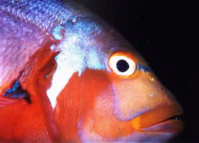 Roman seabream (Chrysoblephus laticeps)