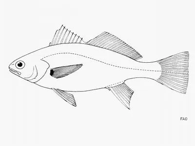 Ronco croaker (Bairdiella icistia)