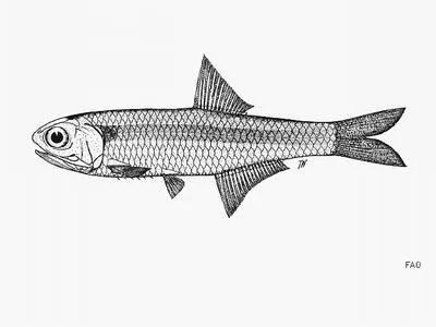 Ronquillo's anchovy (Stolephorus ronquilloi)