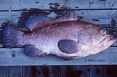 Rooster hind (Hyporthodus acanthistius)