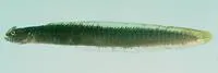 Rooster snakelet (Halidesmus coccus)