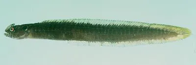 Rooster snakelet (Halidesmus coccus)