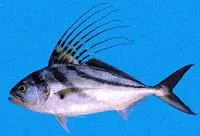 Roosterfish (Nematistius pectoralis)