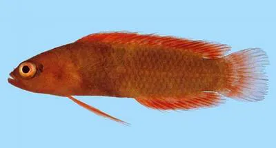 Rose Island basslet (Pseudoplesiops rosae)