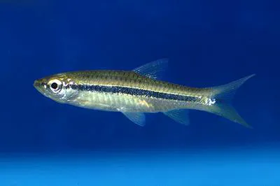 Rosefin rasbora (Rasbora dusonensis)