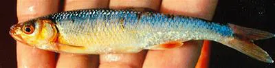 Rosefin shiner (Lythrurus ardens)