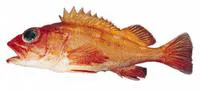 Rosethorn rockfish (Sebastes helvomaculatus)