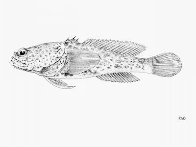 Rossignol toadfish (Perulibatrachus rossignoli)