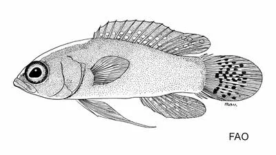 Rosy basslet (Lipogramma rosea)