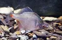 Rosy bitterling (Rhodeus ocellatus ocellatus)