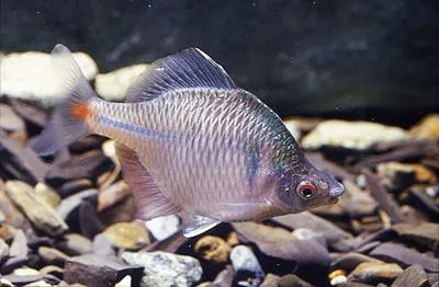 Rosy bitterling (Rhodeus ocellatus ocellatus)