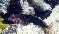 Rosy blenny (Malacoctenus macropus)
