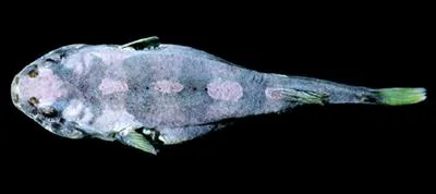 Rosy clingfish (Tomicodon eos)