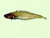Rosy cod (Physiculus roseus)