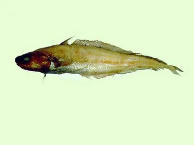 Rosy cod (Physiculus roseus)