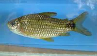 Rosy curimata (Cyphocharax saladensis)