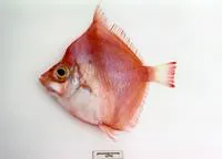 Rosy deepsea boarfish (Antigonia rubicunda)