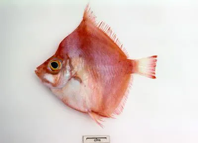 Rosy deepsea boarfish (Antigonia rubicunda)