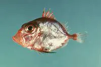 Rosy dory (Cyttopsis rosea)