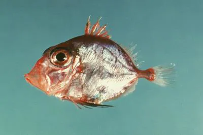 Rosy dory (Cyttopsis rosea)