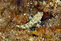 Rosy dragonet (Synchiropus rosulentus)