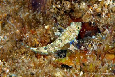 Rosy dragonet (Synchiropus rosulentus)