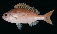 Rosy dwarf monocle bream (Parascolopsis eriomma)
