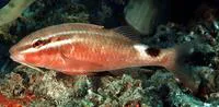 Rosy goatfish (Parupeneus rubescens)