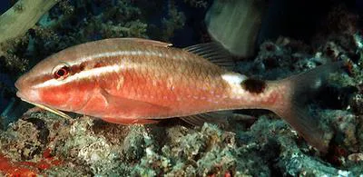 Rosy goatfish (Parupeneus rubescens)