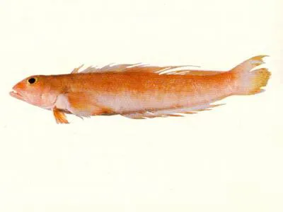 Rosy grubfish (Ryukyupercis gushikeni)