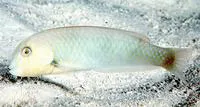 Rosy razorfish (Xyrichtys martinicensis)