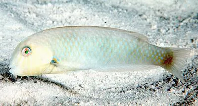 Rosy razorfish (Xyrichtys martinicensis)