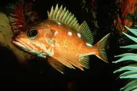 Rosy rockfish (Sebastes rosaceus)