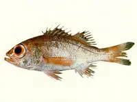 Rosy seabass (Doederleinia berycoides)