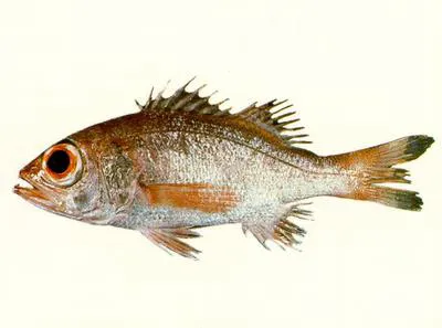 Rosy seabass (Doederleinia berycoides)