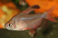 Rosy tetra (Hyphessobrycon rosaceus)