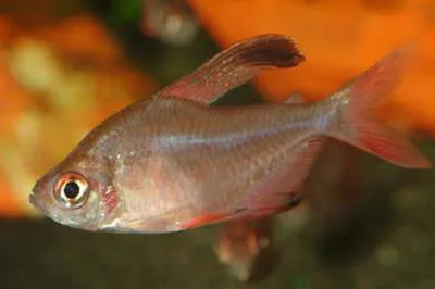 Rosy tetra (Hyphessobrycon rosaceus)