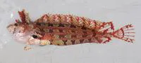 Rosy weedfish (Heteroclinus roseus)
