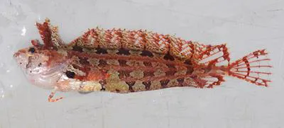 Rosy weedfish (Heteroclinus roseus)