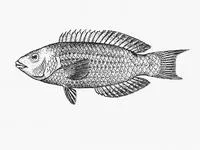 Rosy wrasse (Pseudolabrus rubicundus)