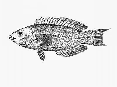 Rosy wrasse (Pseudolabrus rubicundus)
