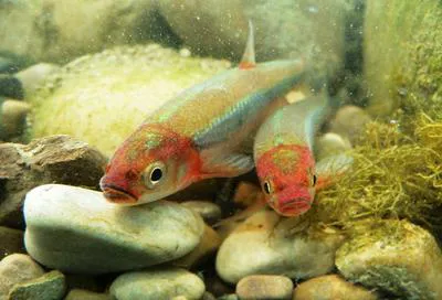 Rosyface shiner (Notropis rubellus)
