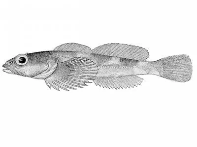 Rosylip sculpin (Ascelichthys rhodorus)