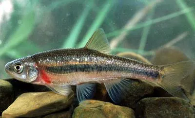 Rosyside dace (Clinostomus funduloides)