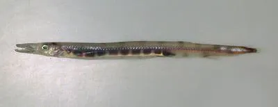 Rothschild's barracudina (Stemonosudis rothschildi)