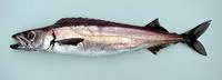 Roudi escolar (Promethichthys prometheus)