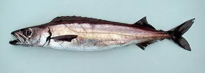Roudi escolar (Promethichthys prometheus)