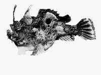 Rough anglerfish (Kuiterichthys furcipilis)