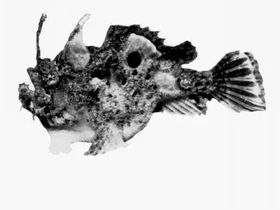 Rough anglerfish (Kuiterichthys furcipilis)