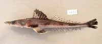 Rough flathead (Grammoplites scaber)